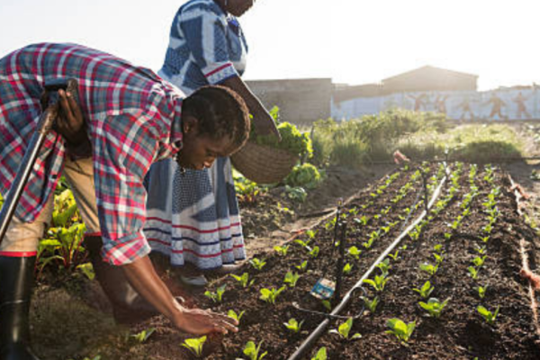 Financement d'une ferme Intégrée à Adja-Ouèrè (Bénin)